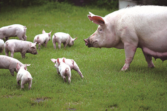 ‘기업농 vs 중소농가’…식탁 위 ‘삼겹살’의 속사정